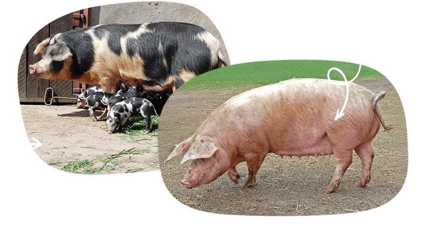 Rasy świń złotnickich