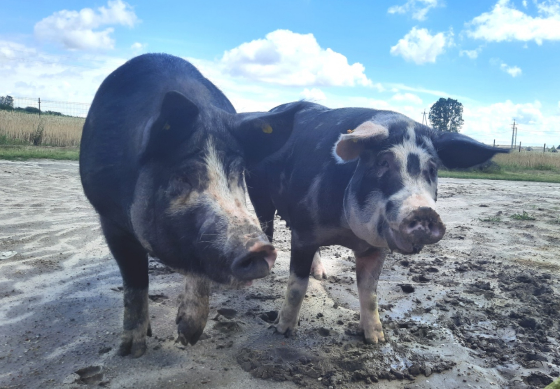 Ochrona zasobów genetycznych świń ras rodzimych